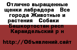 Отлично выращенные щенки лабрадора - Все города Животные и растения » Собаки   . Башкортостан респ.,Караидельский р-н